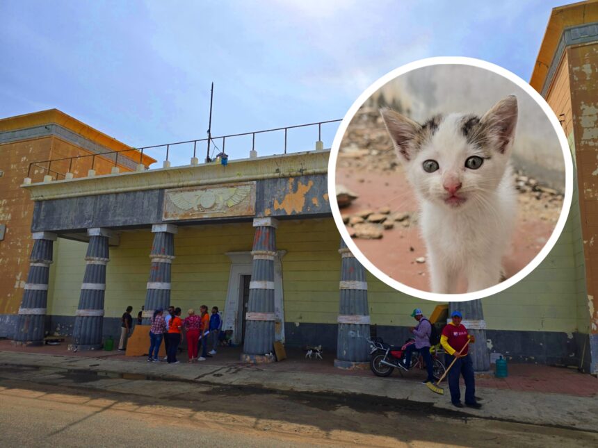 Gloriana Rosales rescate gatos calle